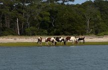 Chincoteague Wildlife Sunset Boat Tour