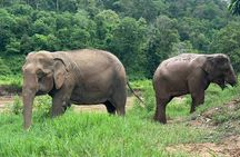 4 in 1 Elephants Long Neck Rafting and Sticky Waterfall Tour