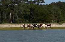 Wildlife Boat Tour with Wild Ponies and Dolphins in Chincoteague