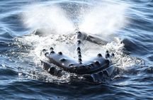 San Diego Whale/Dolphin Watching Cruise Aboard Luxury Vessel