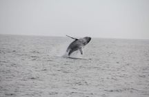 San Diego Whale/Dolphin Watching Cruise Aboard Luxury Vessel
