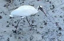 Hilton Head Boat Dolphin Tour Experience