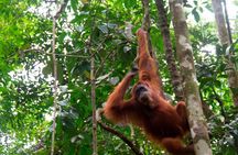 2 Days 1 Night Sumatra Orangutan Jungle Trekking