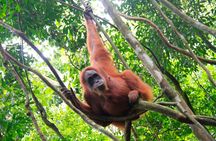 2 Days 1 Night Sumatra Orangutan Jungle Trekking