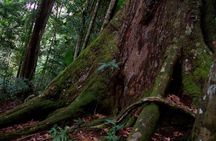 2D1N Jungle Trek in Bukit Lawang | FREE ONE NIGHT STAY