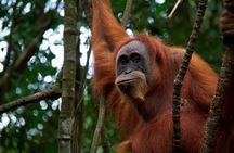 3 Day 2 Night Sumatra Orangutan Jungle Trekking