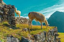 Ticket Guided Tour with Local Expert Guide