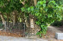 Okinawa Snorkeling Tour Experience