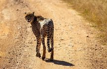 1 Day Pilanesberg Safari with Tour Guide