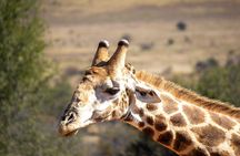 1 Day Pilanesberg Safari with Tour Guide