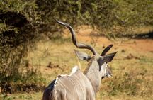 1 Day Pilanesberg Safari with Tour Guide