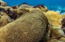 Snorkel Dive with Turtles