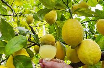 Authentic Amalfi Lemon Tour & Tasting in the Historical Garden