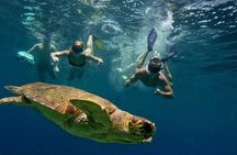snorkeling ,Turtle Watching in Cyprus