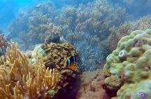 Snorkeling and Diving in Cham Islands from Da Nang or Hoi An