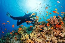 Snorkeling and Diving in Cham Islands from Da Nang or Hoi An