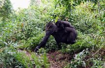  3-Day Gorillas Trekking In Uganda And Golden Monkeys In Rwanda 