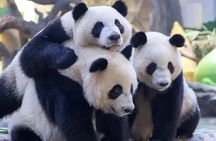 Explore Chimelong Safari Park in Guangzhou with Ride