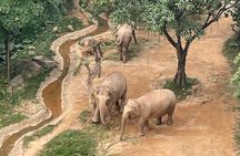 Explore Chimelong Safari Park in Guangzhou with Ride