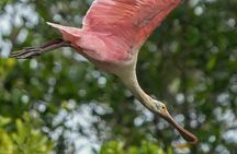 Bird Watching boat tour in the Gulf of Nicoya