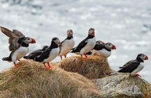 Borgarfjörður Eystri Puffin Tour from Seyðisfjörður Port