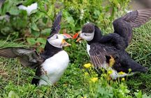 Borgarfjörður Eystri Puffin Tour from Seyðisfjörður Port