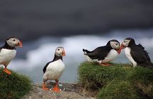 Borgarfjörður Eystri Puffin Tour from Seyðisfjörður Port