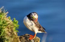 Borgarfjörður Eystri Puffin Tour from Seyðisfjörður Port