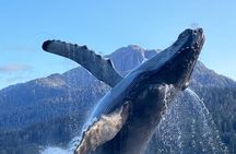 Juneau Top Sight Seeing Group Tour 