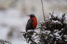 Private Bird Watching Experience in Cerro Castillo