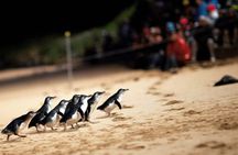 Puffing Billy Tour and Penguin Parade from Melbourne 