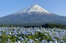 Fuji, Forest and Onsen: A 4‑Day Road‑Trip Odyssey
