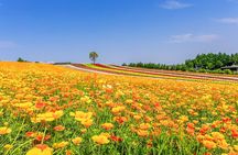 Hokkaido Biei Blue Pond Furano Flower Farm Ningle Terrace Trip