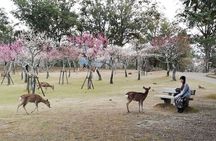 Private Full-Day Nara Tour Hozanji Temple Cable Car and Nara Park