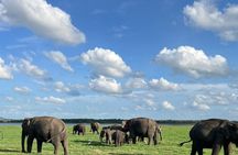 Minneriya National Park half day Private Safari with Expert Guide