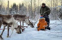 Kuoksa Reindeer Farm Visit with a Short Sleigh Ride