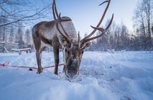Kuoksa Reindeer Farm Visit with a Short Sleigh Ride