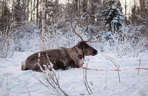 Kuoksa Reindeer Farm Visit with a Short Sleigh Ride