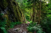  Forest Hike with Guide & Husky + Cabin Snack Break