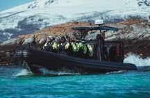 Fjord and Sea Eagle Safari from Sortland