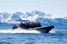 Fjord and Sea Eagle Safari from Sortland