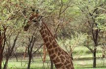 Fathala Wild Life Reserve Safari