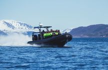 Fjord and Sea Eagle Safari from Sortland