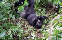  3-Day Gorillas Trekking In Uganda And Golden Monkeys In Rwanda 