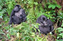  3-Day Gorillas Trekking In Uganda And Golden Monkeys In Rwanda 