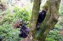  3-Day Gorillas Trekking In Uganda And Golden Monkeys In Rwanda 