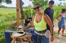 Buggy, horse and plantation ranch