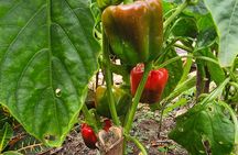 Buggy, horse and plantation ranch