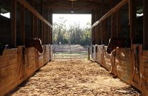 1 Hour Guided Horseback Trail Ride Rock Springs Run State Reserve