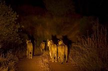 Evening Pilanesberg Night Safari Tour from Sun City